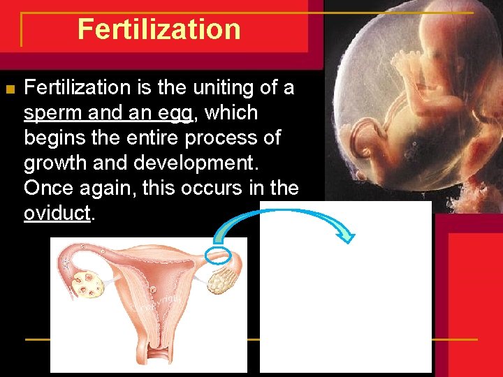 Fertilization n Fertilization is the uniting of a sperm and an egg, which begins Fertilization n Fertilization is the uniting of a sperm and an egg, which begins