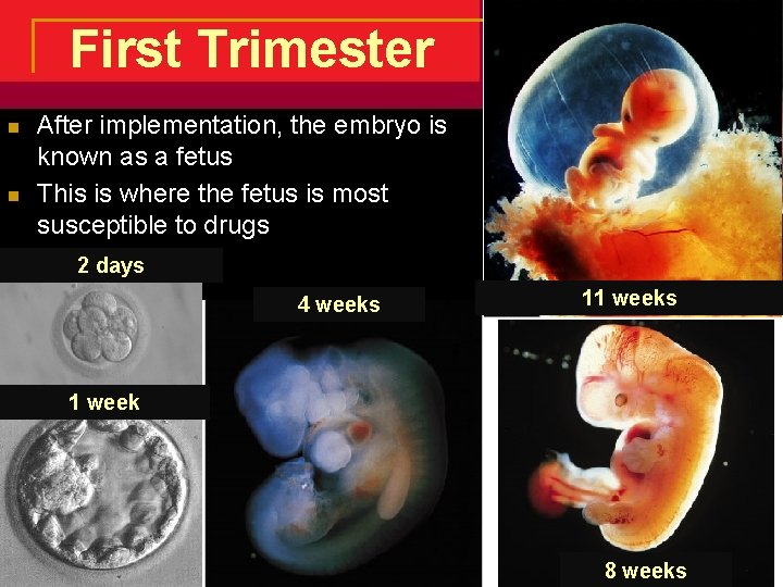 First Trimester n n After implementation, the embryo is known as a fetus This First Trimester n n After implementation, the embryo is known as a fetus This