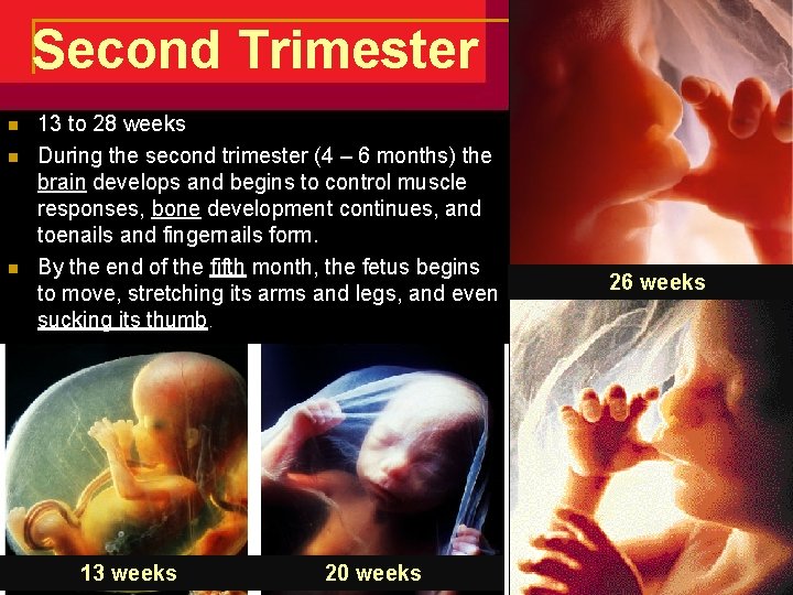 Second Trimester n n n 13 to 28 weeks During the second trimester (4 Second Trimester n n n 13 to 28 weeks During the second trimester (4