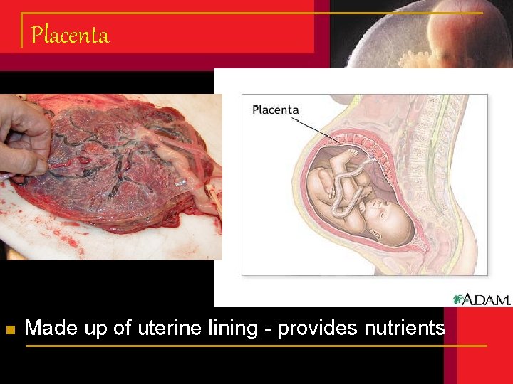 Placenta n Made up of uterine lining - provides nutrients Placenta n Made up of uterine lining - provides nutrients
