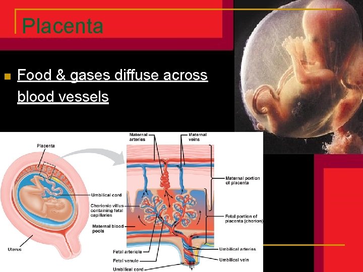 Placenta n Food & gases diffuse across blood vessels Placenta n Food & gases diffuse across blood vessels