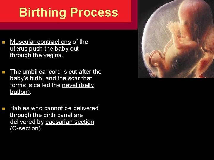 Birthing Process n Muscular contractions of the uterus push the baby out through the Birthing Process n Muscular contractions of the uterus push the baby out through the