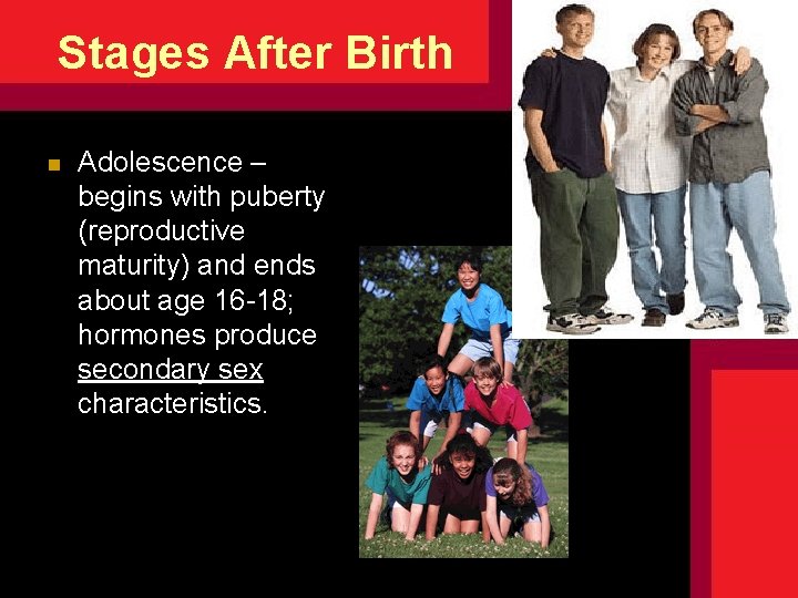 Stages After Birth n Adolescence – begins with puberty (reproductive maturity) and ends about Stages After Birth n Adolescence – begins with puberty (reproductive maturity) and ends about