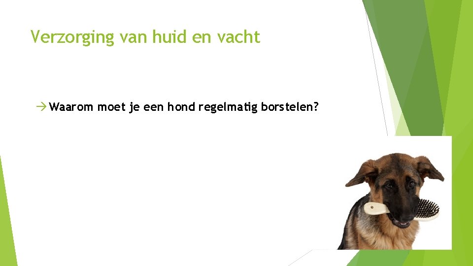 Verzorging van huid en vacht Waarom moet je een hond regelmatig borstelen? 