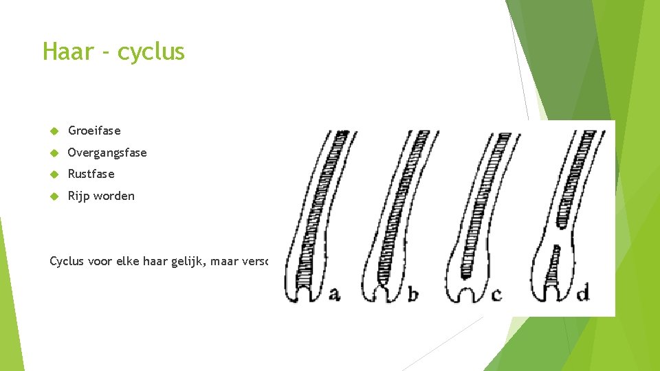 Haar - cyclus Groeifase Overgangsfase Rustfase Rijp worden Cyclus voor elke haar gelijk, maar