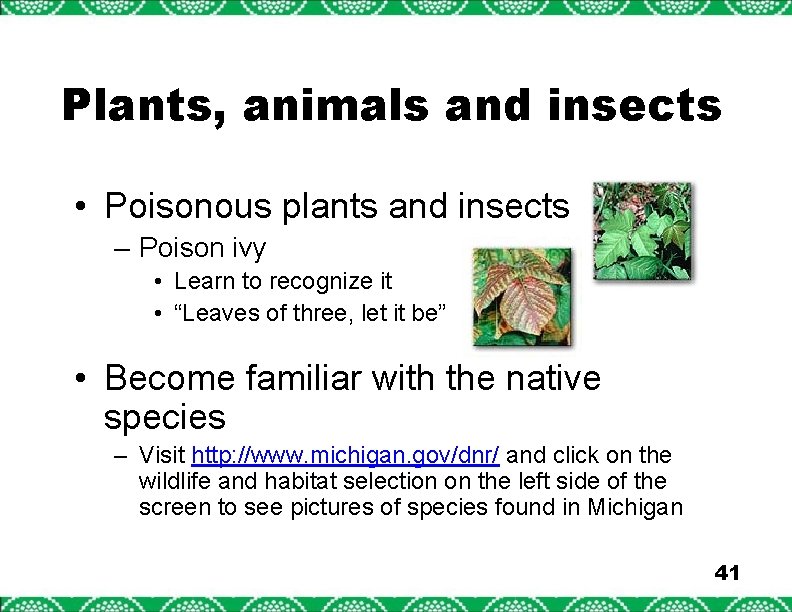 Plants, animals and insects • Poisonous plants and insects – Poison ivy • Learn