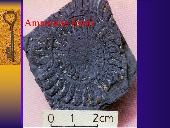 Ammonite fossil 