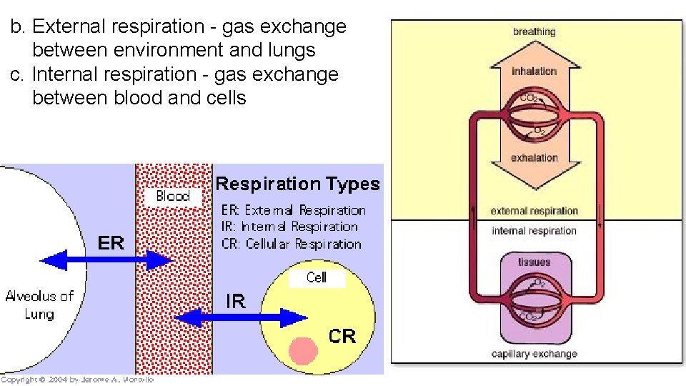 b. External respiration - gas exchange between environment and lungs c. Internal respiration -