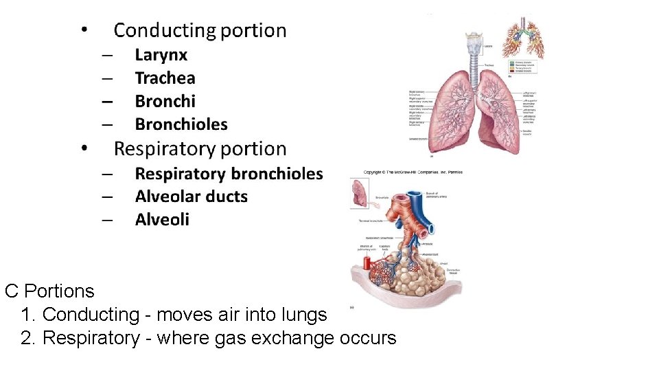 C Portions 1. Conducting - moves air into lungs 2. Respiratory - where gas