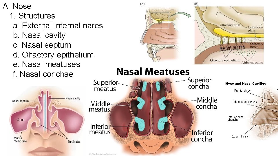 A. Nose 1. Structures a. External internal nares b. Nasal cavity c. Nasal septum