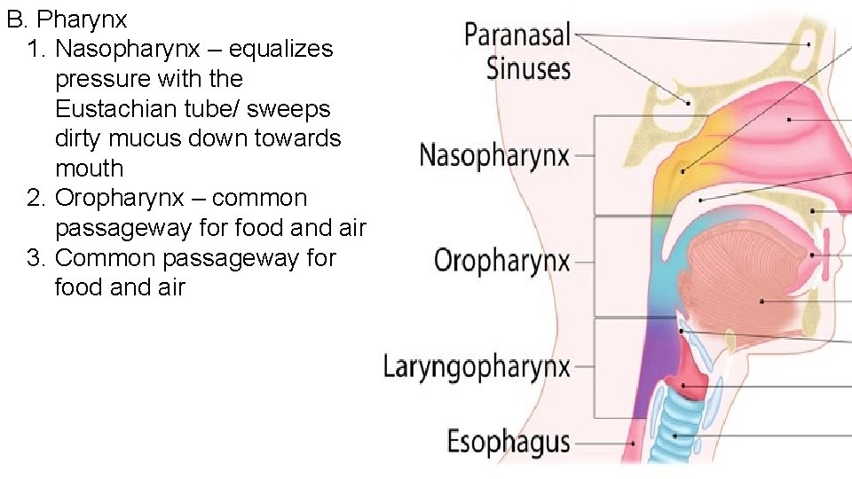 B. Pharynx 1. Nasopharynx – equalizes pressure with the Eustachian tube/ sweeps dirty mucus