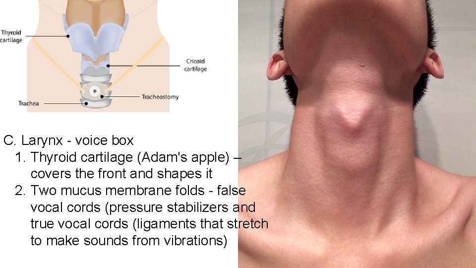 C. Larynx - voice box 1. Thyroid cartilage (Adam's apple) – covers the front