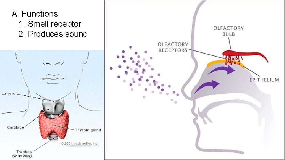 A. Functions 1. Smell receptor 2. Produces sound 