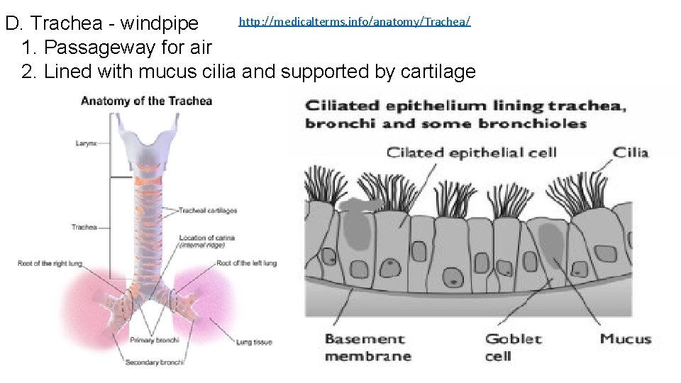 http: //medicalterms. info/anatomy/Trachea/ D. Trachea - windpipe 1. Passageway for air 2. Lined with