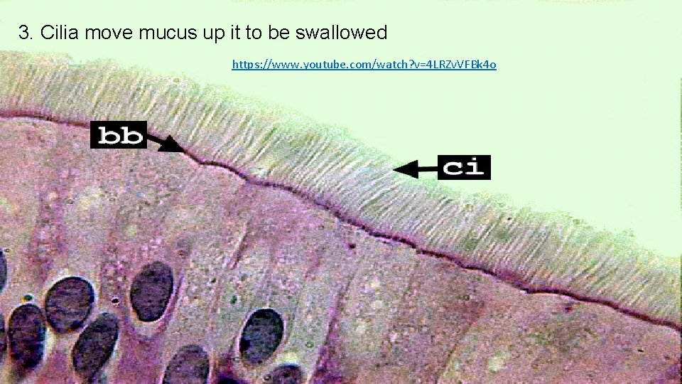 3. Cilia move mucus up it to be swallowed https: //www. youtube. com/watch? v=4