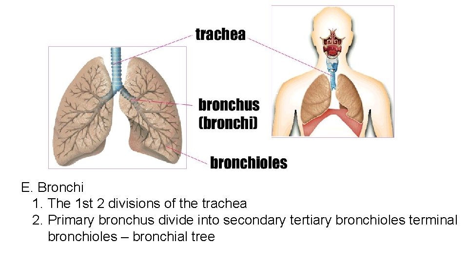 E. Bronchi 1. The 1 st 2 divisions of the trachea 2. Primary bronchus