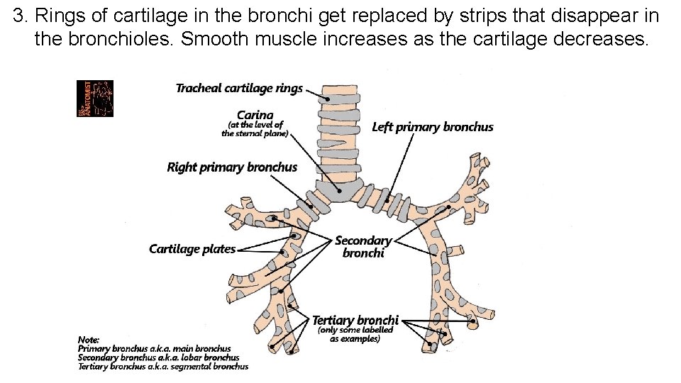 3. Rings of cartilage in the bronchi get replaced by strips that disappear in