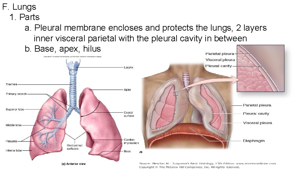 F. Lungs 1. Parts a. Pleural membrane encloses and protects the lungs, 2 layers