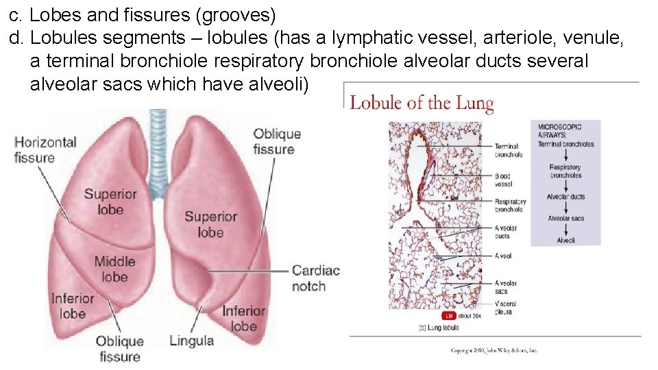 c. Lobes and fissures (grooves) d. Lobules segments – lobules (has a lymphatic vessel,