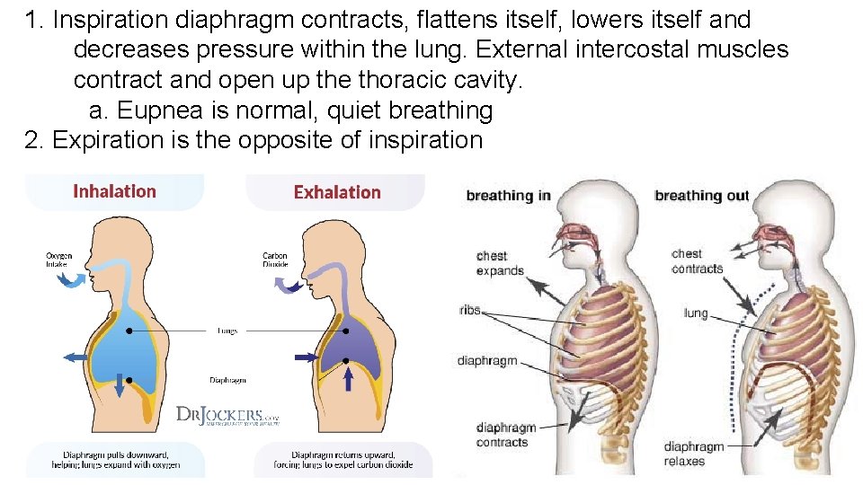 1. Inspiration diaphragm contracts, flattens itself, lowers itself and decreases pressure within the lung.