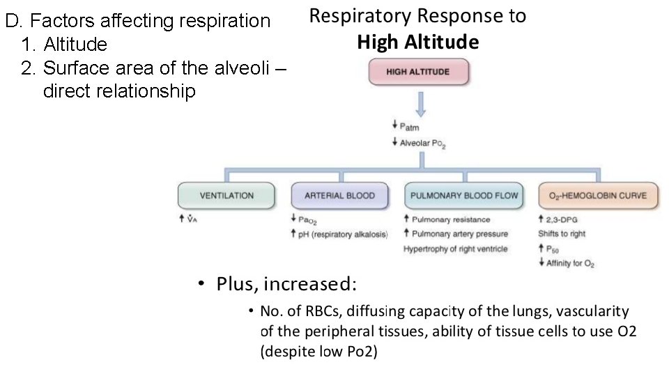 D. Factors affecting respiration 1. Altitude 2. Surface area of the alveoli – direct