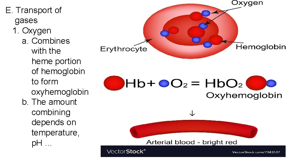 E. Transport of gases 1. Oxygen a. Combines with the heme portion of hemoglobin