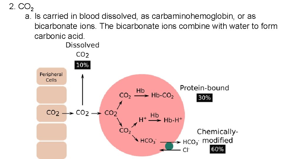 2. CO 2 a. Is carried in blood dissolved, as carbaminohemoglobin, or as bicarbonate