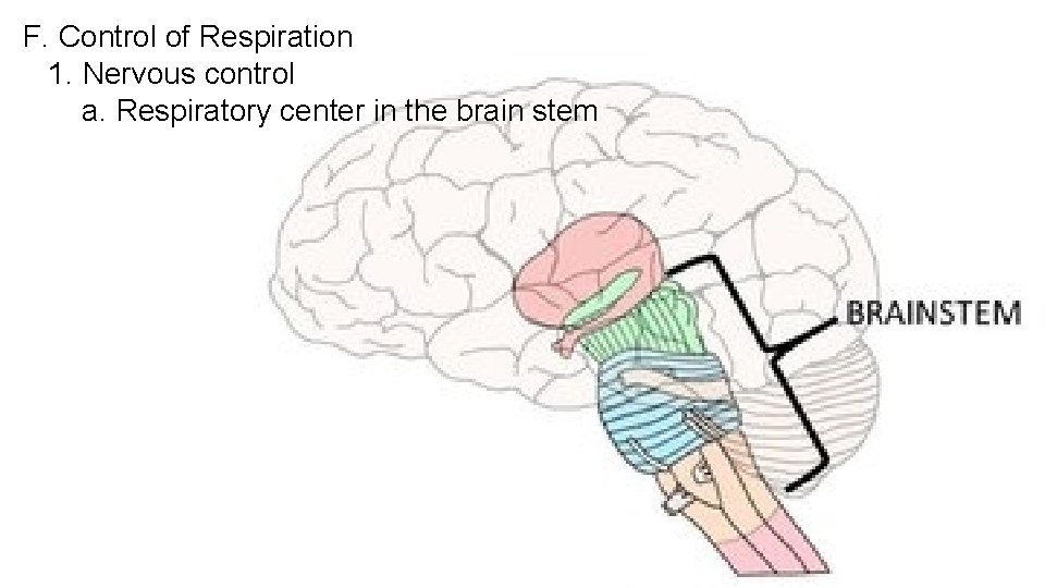 F. Control of Respiration 1. Nervous control a. Respiratory center in the brain stem
