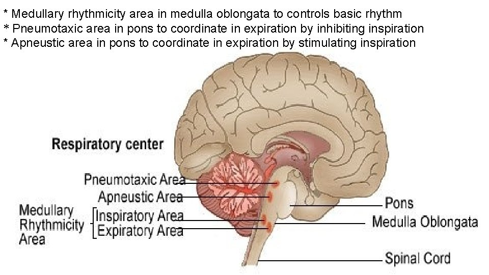 * Medullary rhythmicity area in medulla oblongata to controls basic rhythm * Pneumotaxic area