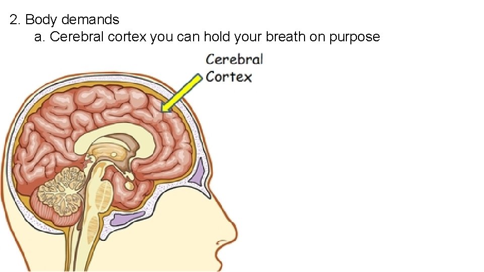 2. Body demands a. Cerebral cortex you can hold your breath on purpose 