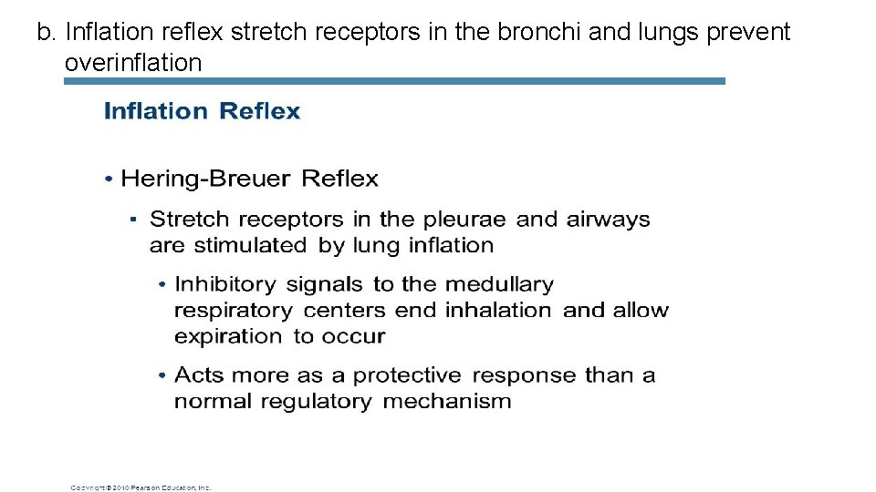  b. Inflation reflex stretch receptors in the bronchi and lungs prevent overinflation 