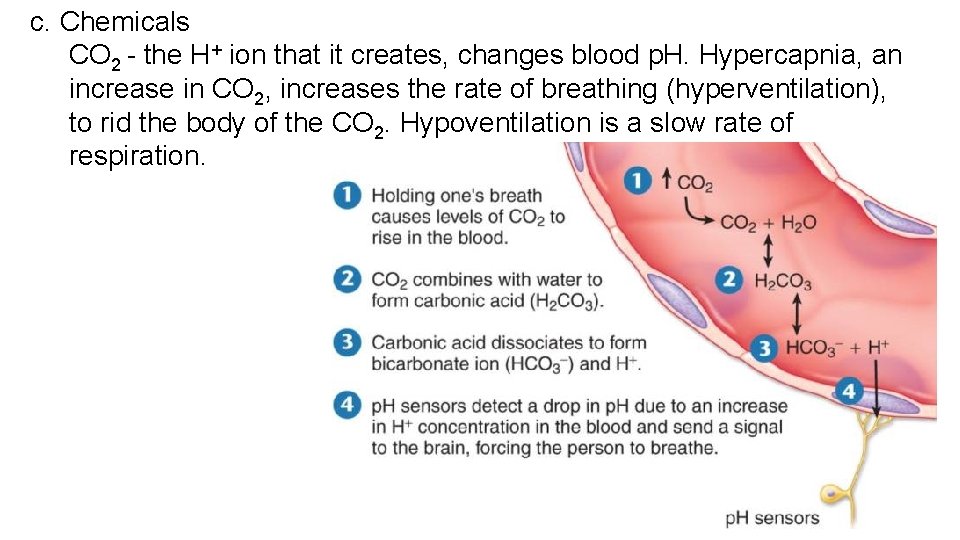 c. Chemicals CO 2 - the H+ ion that it creates, changes blood p.