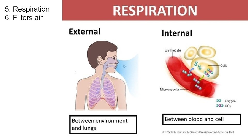 5. Respiration 6. Filters air 