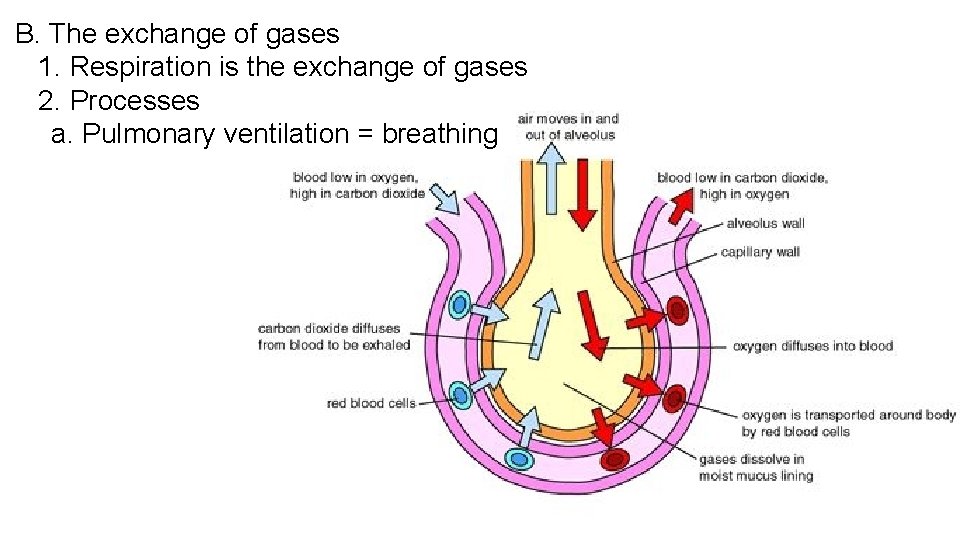 B. The exchange of gases 1. Respiration is the exchange of gases 2. Processes