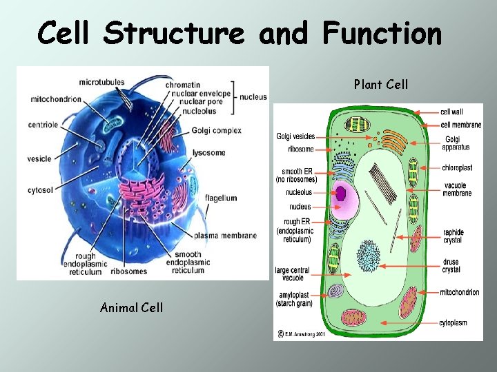 Cell Structure and Function Plant Cell Animal Cell 