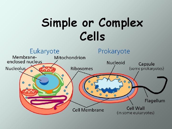 Simple or Complex Cells 