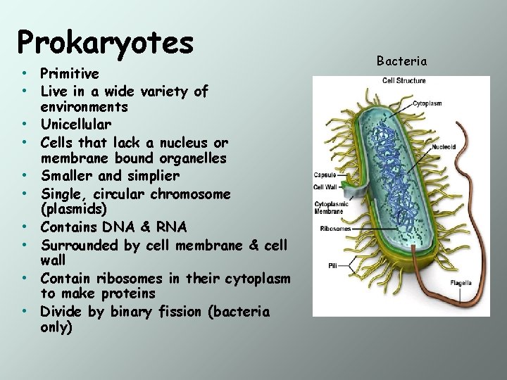 Prokaryotes • • • Primitive Live in a wide variety of environments Unicellular Cells