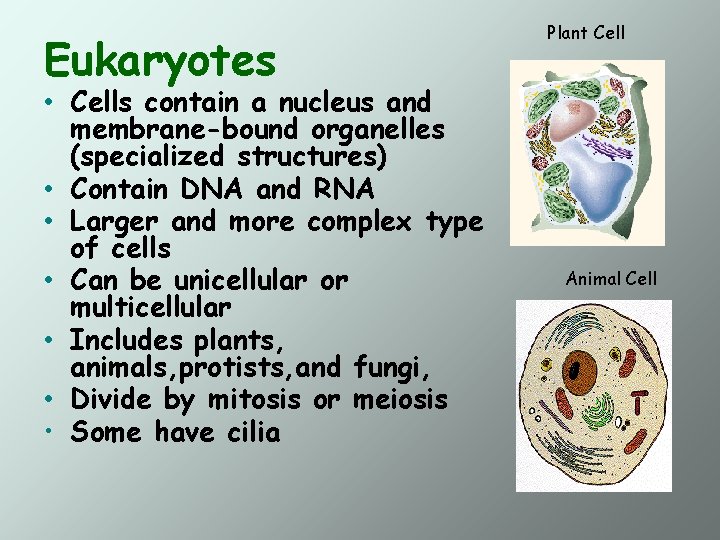 Eukaryotes • Cells contain a nucleus and membrane-bound organelles (specialized structures) • Contain DNA