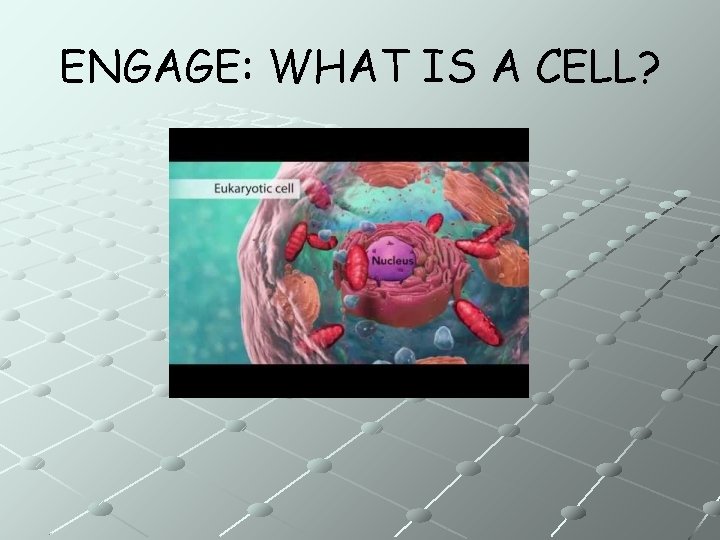 ENGAGE: WHAT IS A CELL? 