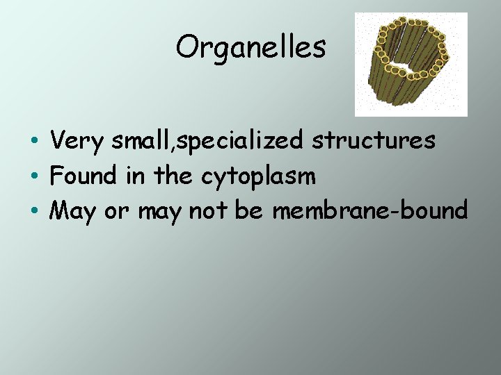 Organelles • Very small, specialized structures • Found in the cytoplasm • May or