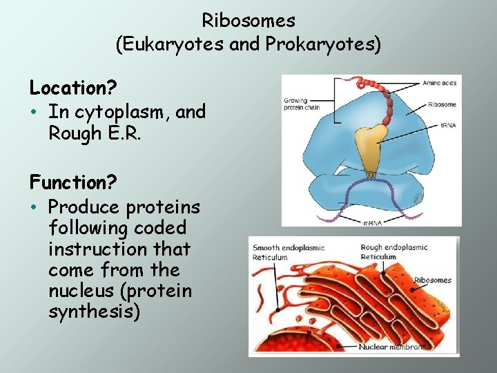  Ribosomes (Eukaryotes and Prokaryotes) Location? • In cytoplasm, and Rough E. R. Function?