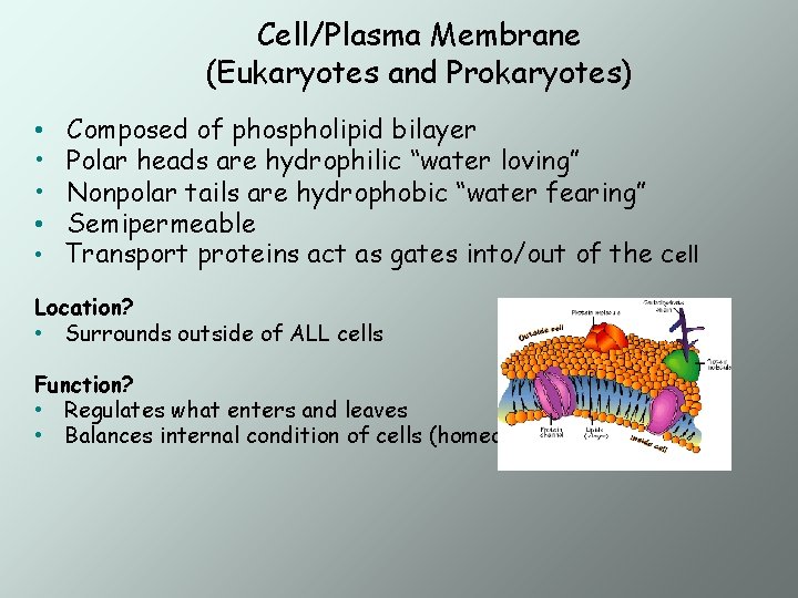 Cell/Plasma Membrane (Eukaryotes and Prokaryotes) Composed of phospholipid bilayer Polar heads are hydrophilic “water