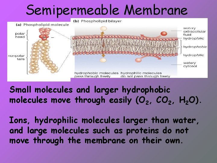 Semipermeable Membrane Small molecules and larger hydrophobic molecules move through easily (O 2, CO