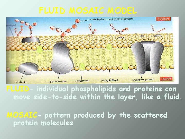 FLUID MOSAIC MODEL FLUID- individual phospholipids and proteins can move side-to-side within the layer,