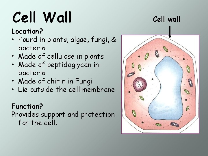 Cell Wall Location? • Found in plants, algae, fungi, & bacteria • Made of
