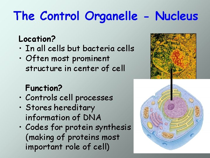 The Control Organelle - Nucleus Location? • In all cells but bacteria cells •