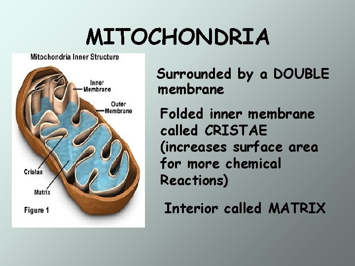 MITOCHONDRIA Surrounded by a DOUBLE membrane Folded inner membrane called CRISTAE (increases surface area