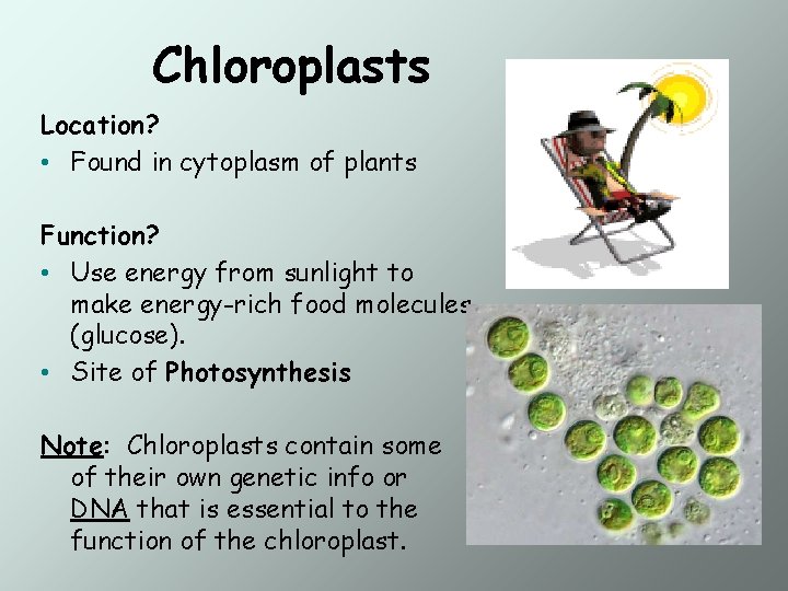Chloroplasts Location? • Found in cytoplasm of plants Function? • Use energy from sunlight