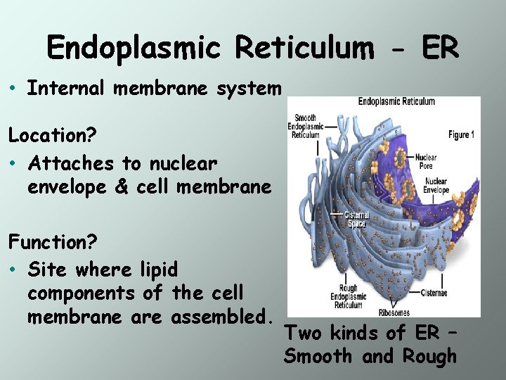 Endoplasmic Reticulum - ER • Internal membrane system Location? • Attaches to nuclear envelope
