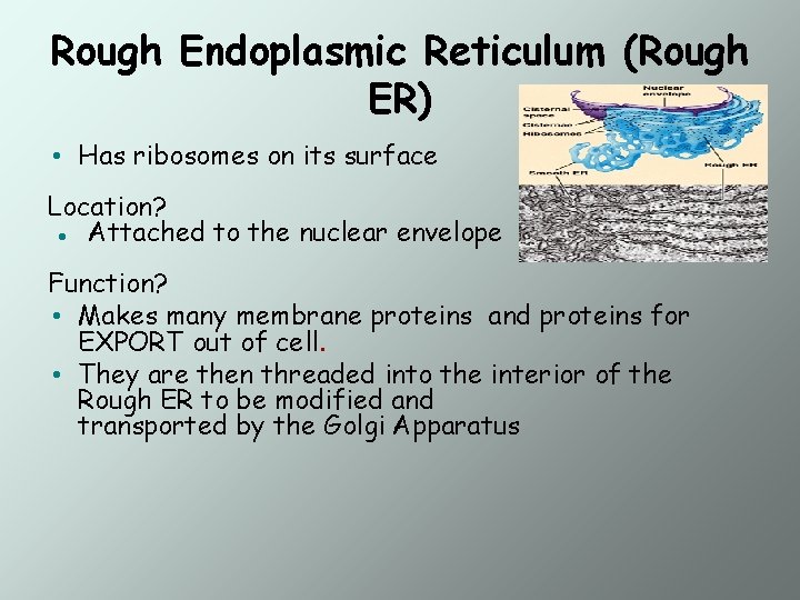 Rough Endoplasmic Reticulum (Rough ER) • Has ribosomes on its surface Location? ● Attached